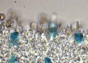 Pholiota chrysocystidia patent blue