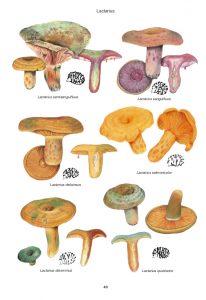 Mushrooms and Toadstools - Kibby
