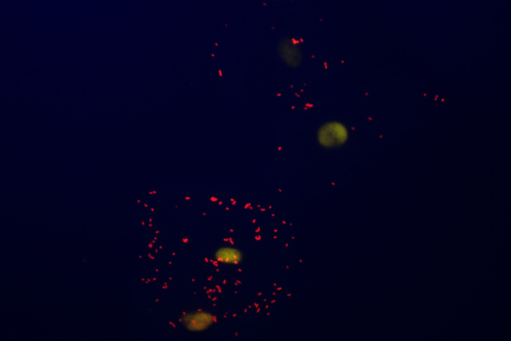 LED upgrade kit for Nikon E600 and E800 microscopes - Fluorescence fitting - Image 6